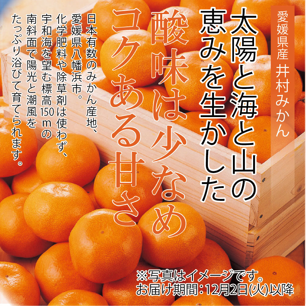 愛媛県 八幡浜市産 井村みかん Mサイズ・約5kg