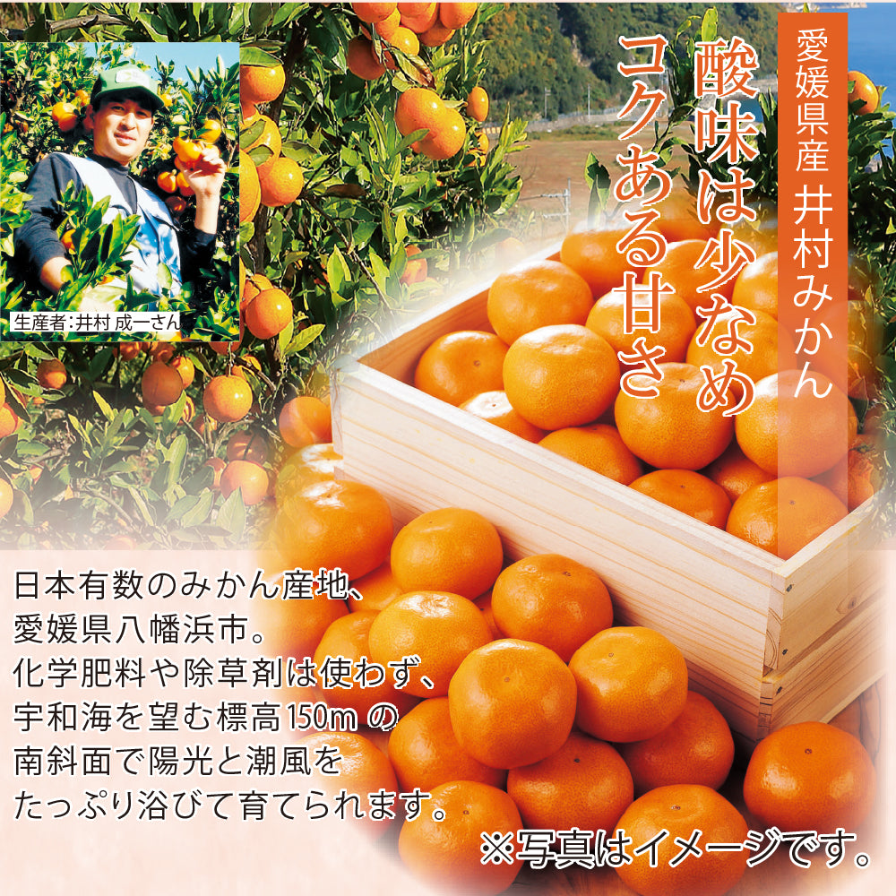 愛媛県八幡浜市産 井村農園 みかん M10Kg