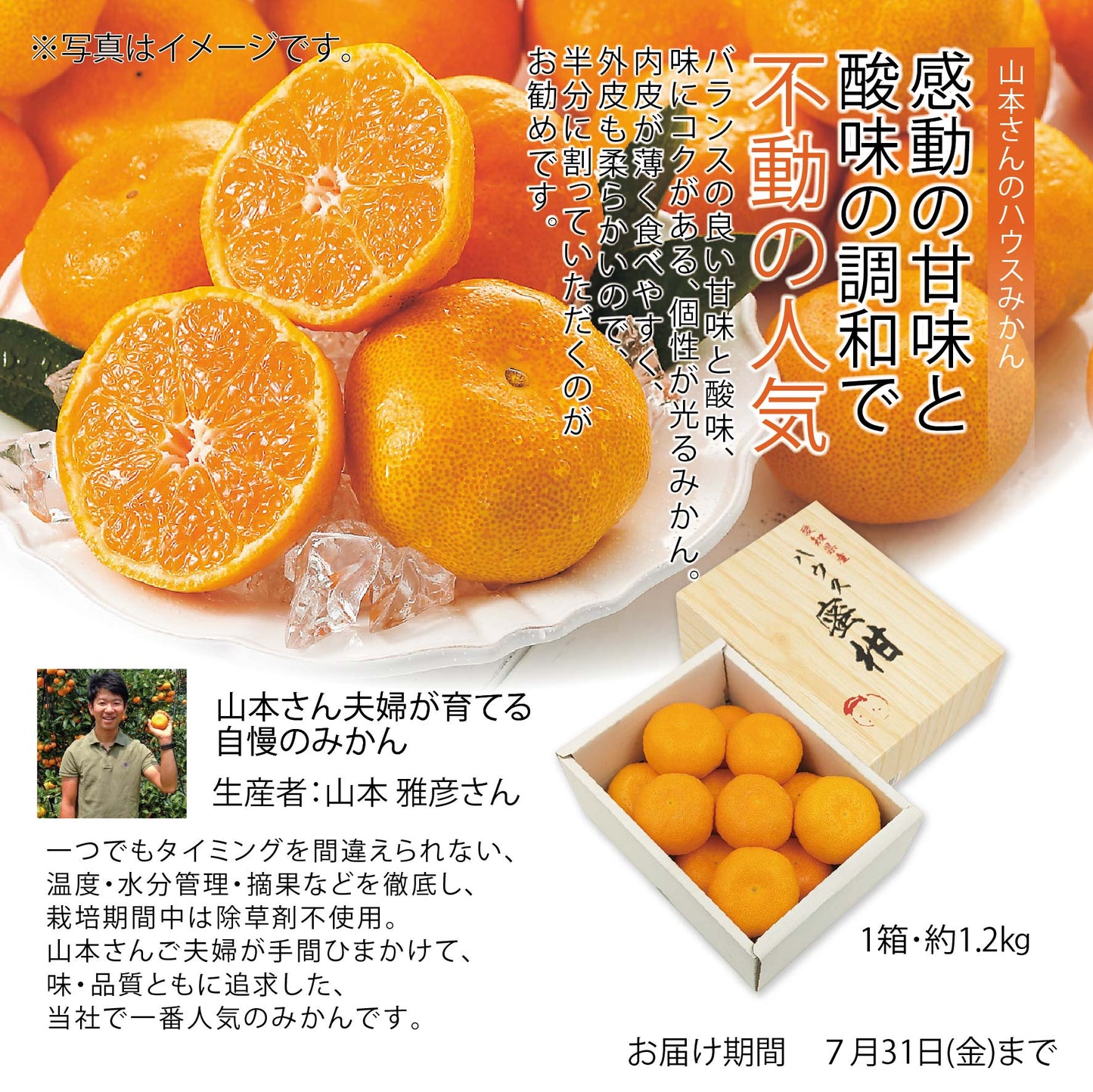愛媛県　豊橋産　山本農園　ハウスみかん　約1.2㎏
