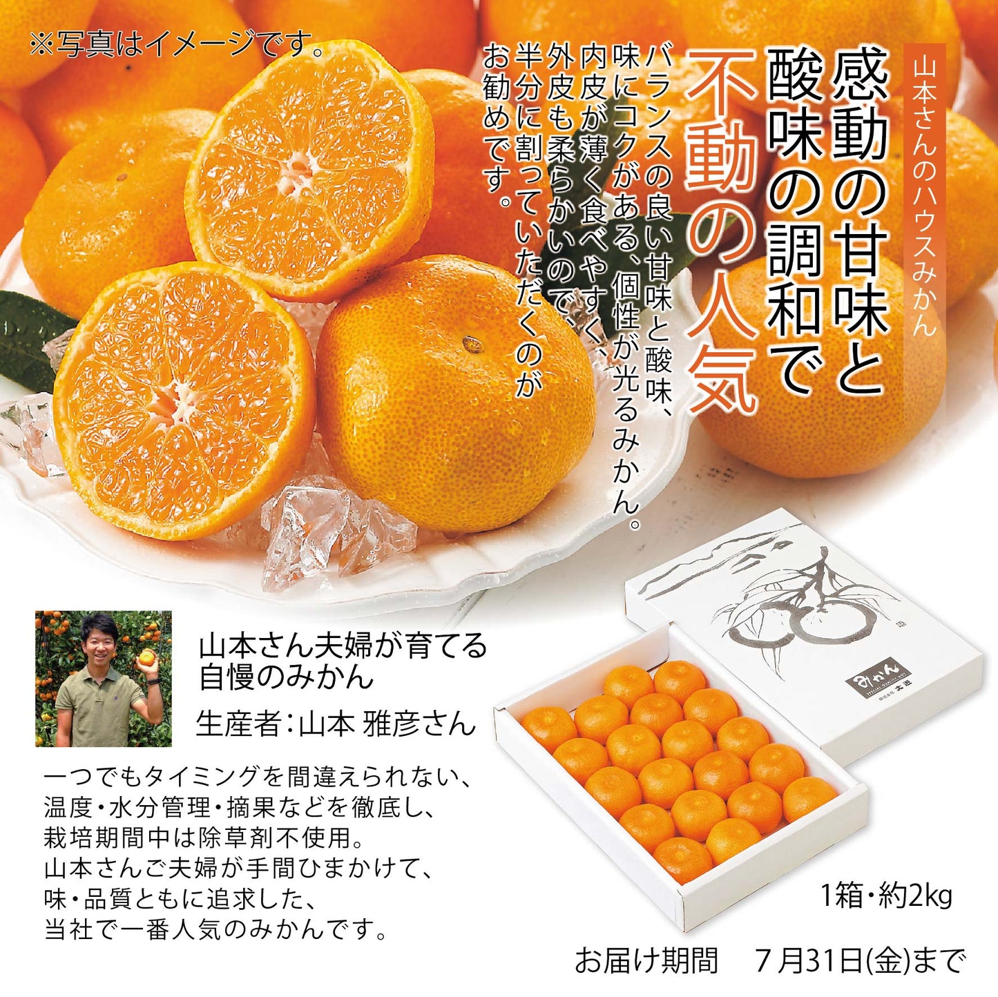 愛媛県　豊橋産　山本農園　ハウスみかん　約2㎏