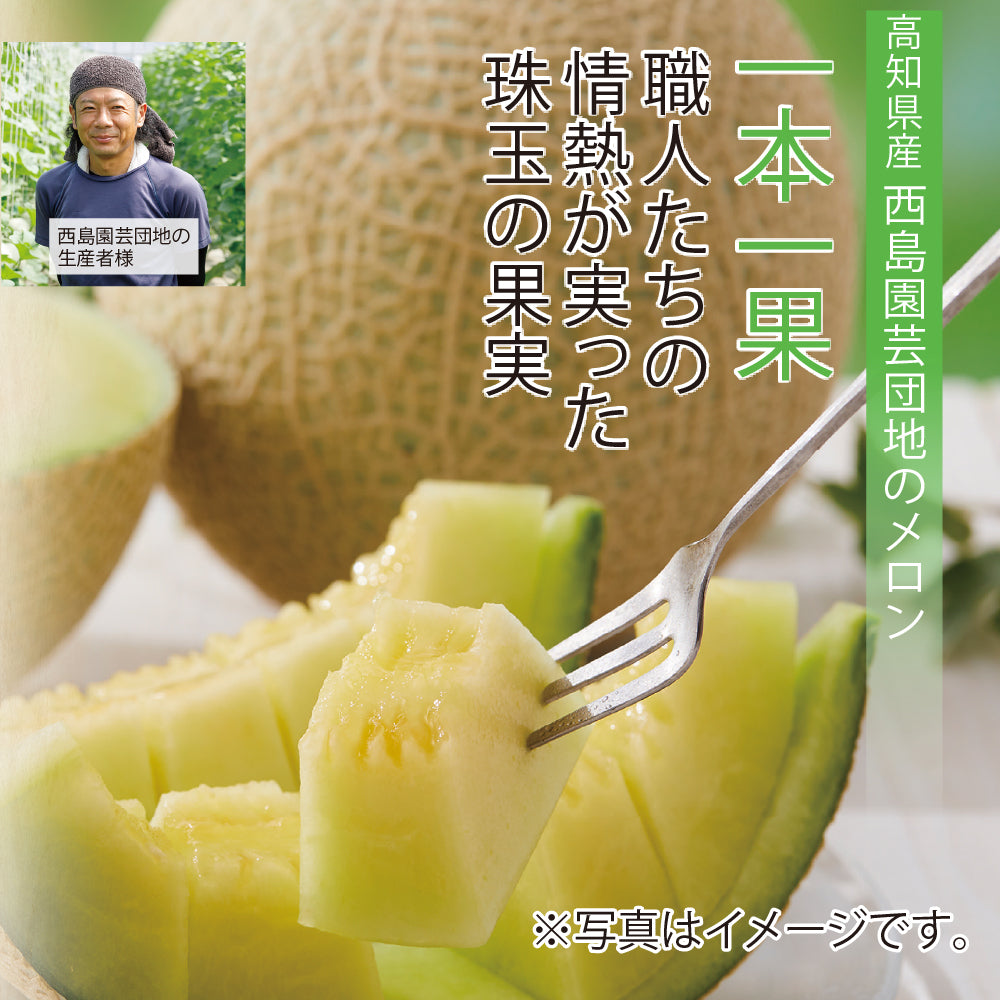 高知県南国市 西島園芸団地 アールスメロン 1玉