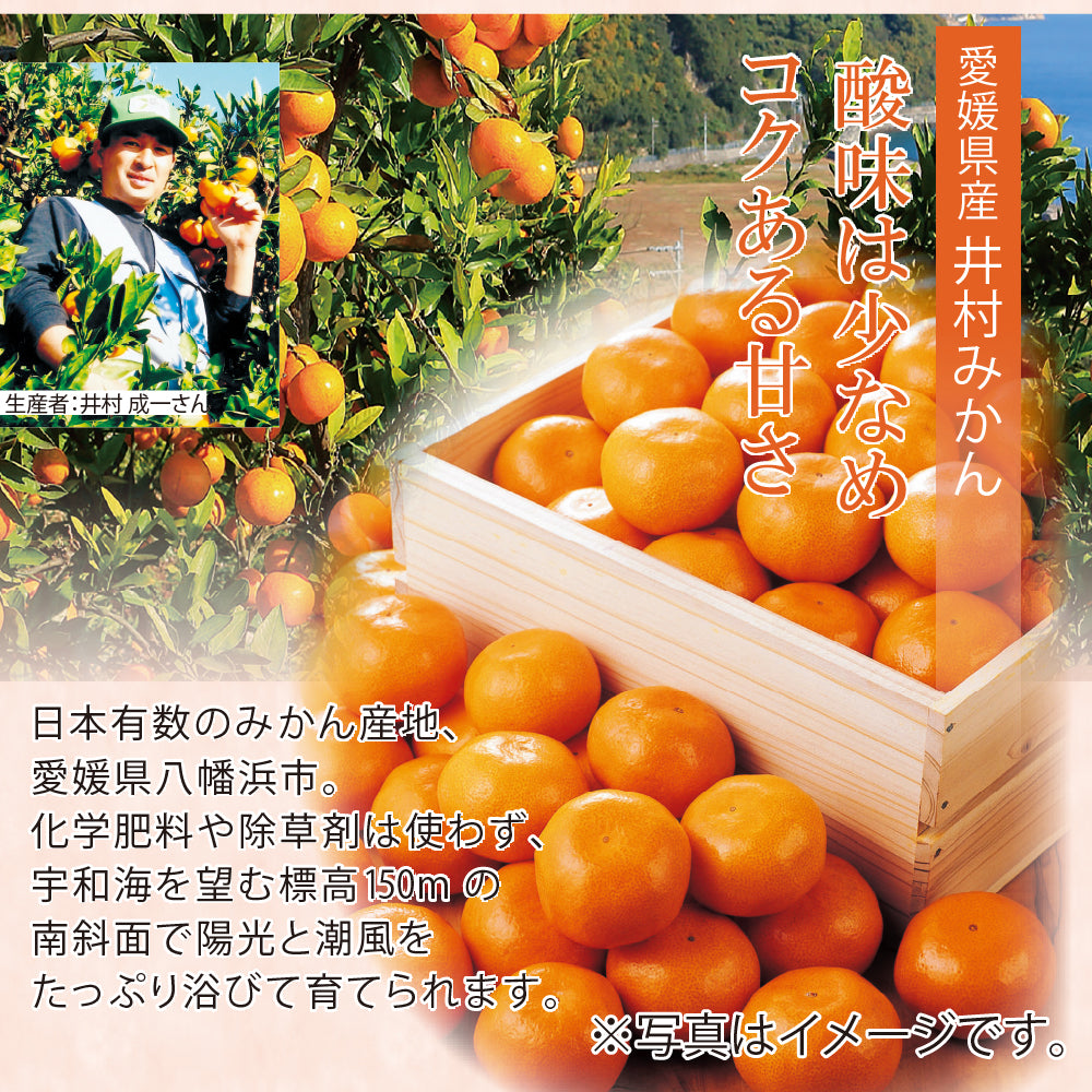 愛媛県八幡浜市産 井村農園 みかん M5Kg