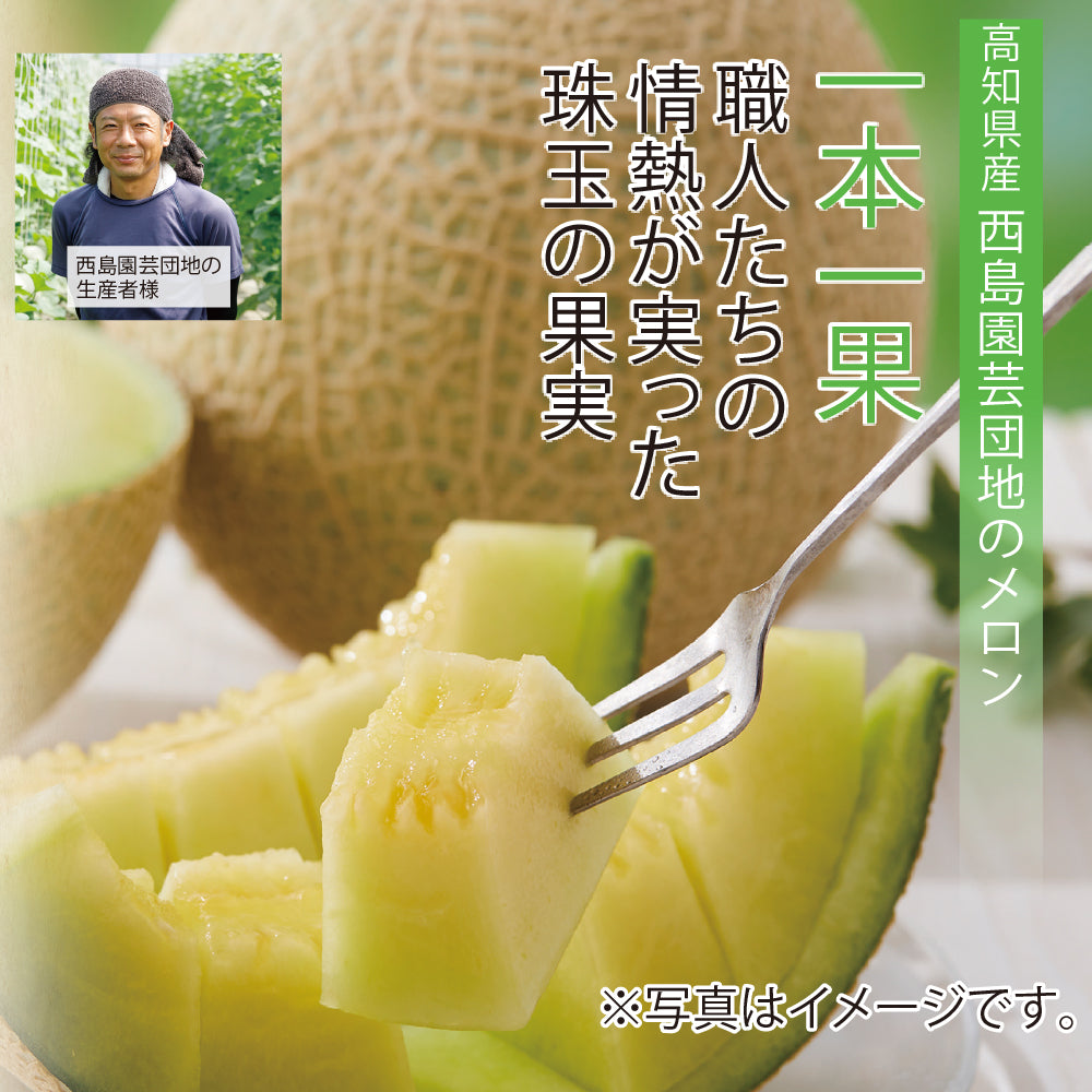高知県南国市 西島園芸団地 アールスメロン 2玉