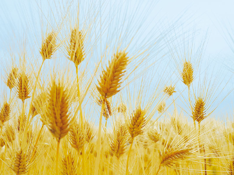 六条大麦の画像